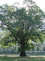 Red oak