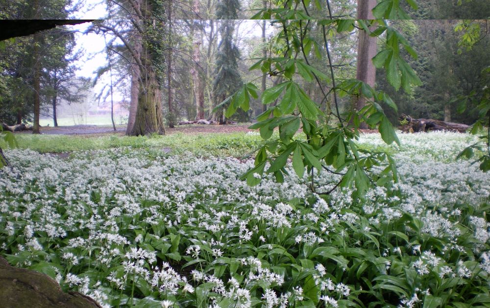 Apley Woods