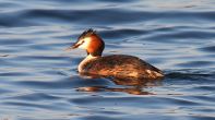 Great Crested Grebe