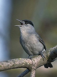 Blackcap