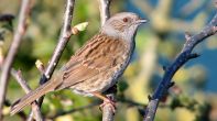 Dunnock