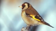 Goldfinch