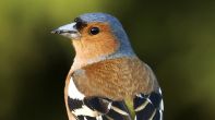 Chaffinch