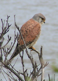 Kestrel