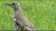 Missel Thrush