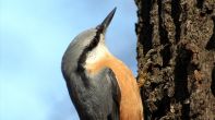 Nuthatch