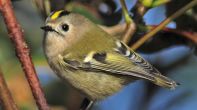 Goldcrest