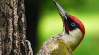 Green Woodpecker