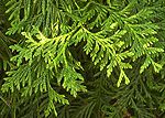 Cedar