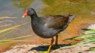 Moorhen