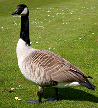 Canada Goose