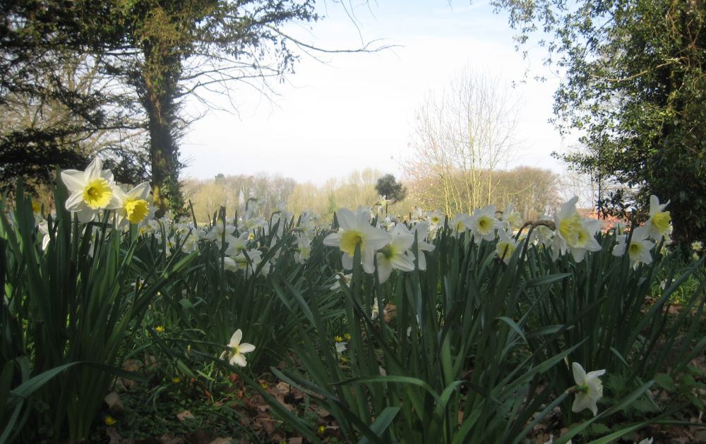 Apley Woods