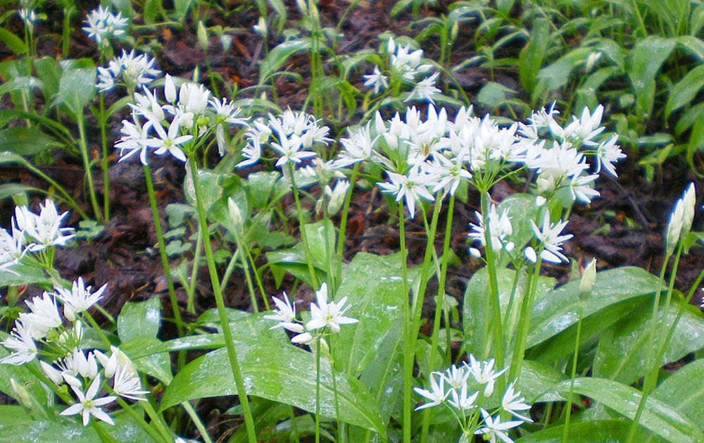 Apley Woods Apley Woods
