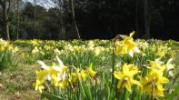 Daffodils