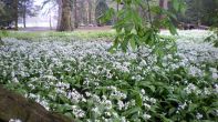 Wild Garlic