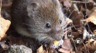 Bank Vole