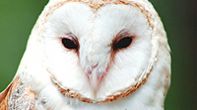 Barn Owl