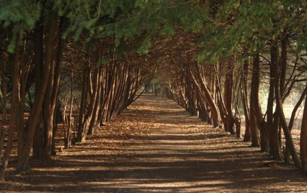 Apley Woods Apley Woods