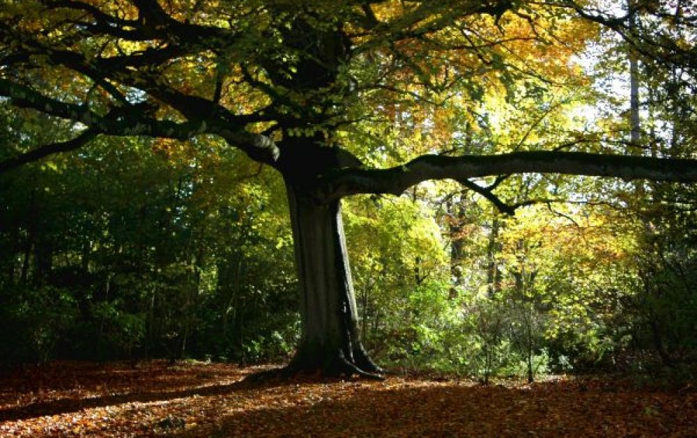 Apley Woods Apley Woods