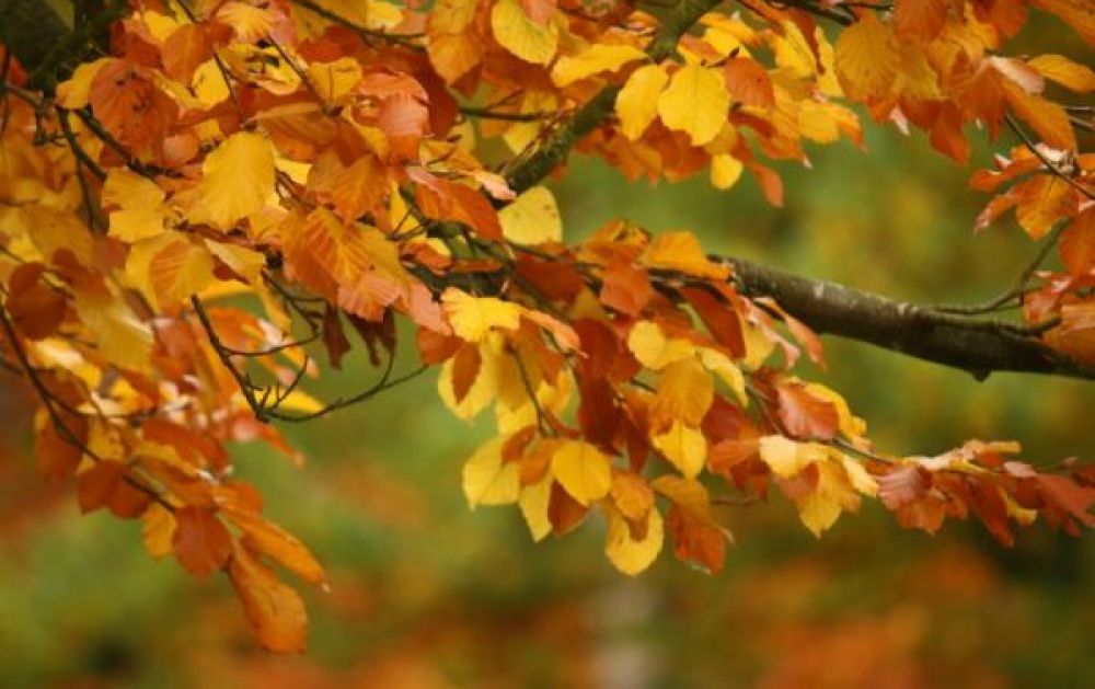 Apley Woods Apley Woods