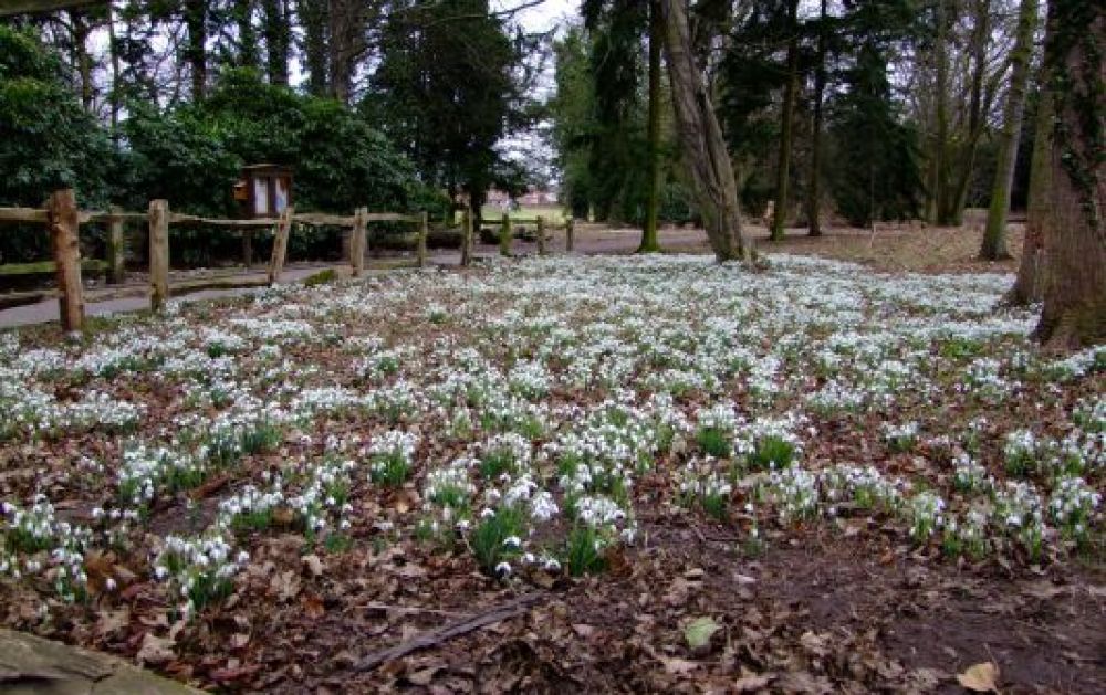 Apley Woods