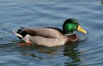 Male Mallard